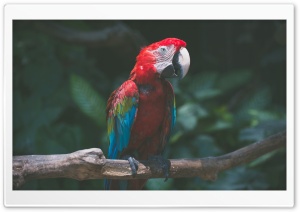 Macaw Parrot Bird Ultra HD Wallpaper for 4K UHD Widescreen desktop, tablet & smartphone