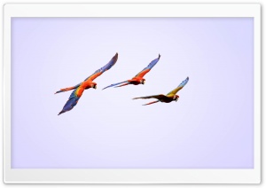 Macaw Parrots Flying Ultra HD Wallpaper for 4K UHD Widescreen desktop, tablet & smartphone