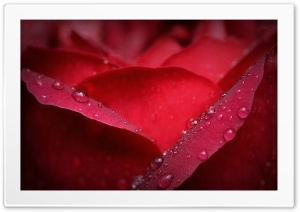 macro 4K UHD Wallpaper for Widescreen and UltraWide Desktop, UltraHD TV, Smartphone, Tablet