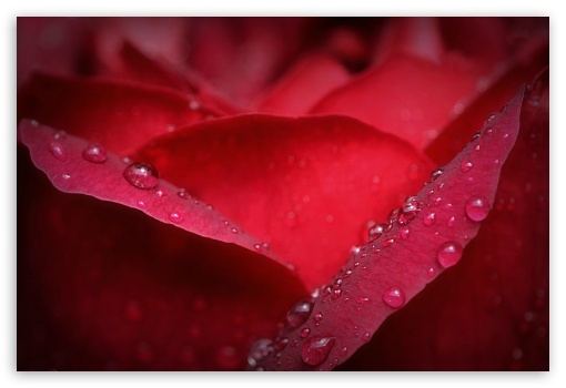 macro UltraHD Wallpaper for Fullscreen 3:2 ;