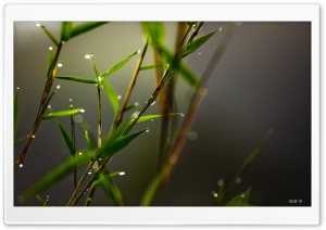 Macro Ultra HD Wallpaper for 4K UHD Widescreen desktop, tablet & smartphone