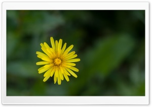 Macro Dandelion Ultra HD Wallpaper for 4K UHD Widescreen desktop, tablet & smartphone