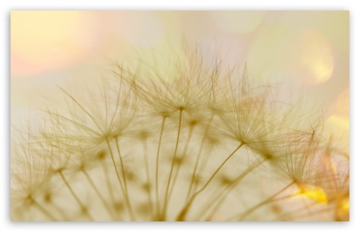 Macro Dandelion Fluff UltraHD Wallpaper for Wide 16:10 5:3 Widescreen WHXGA WQXGA WUXGA WXGA WGA ; 8K UHD TV 16:9 Ultra High Definition 2160p 1440p 1080p 900p 720p ; UHD 16:9 2160p 1440p 1080p 900p 720p ; Standard 4:3 3:2 Fullscreen UXGA XGA SVGA DVGA HVGA HQVGA ( Apple PowerBook G4 iPhone 4 3G 3GS iPod Touch ) ; iPad 1/2/Mini ; Mobile 4:3 5:3 3:2 16:9 - UXGA XGA SVGA WGA DVGA HVGA HQVGA ( Apple PowerBook G4 iPhone 4 3G 3GS iPod Touch ) 2160p 1440p 1080p 900p 720p ;