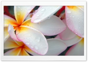 Macro Drops Beautiful Flower Ultra HD Wallpaper for 4K UHD Widescreen desktop, tablet & smartphone