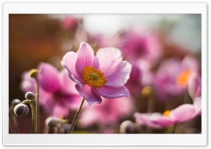 Macro Flower Ultra HD Wallpaper for 4K UHD Widescreen desktop, tablet & smartphone