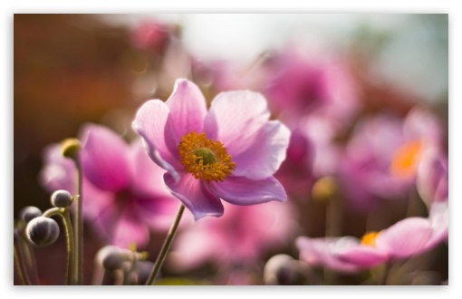 Macro Flower Ultra HD Desktop Background Wallpaper for 4K UHD TV ...