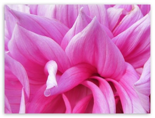 macro flower UltraHD Wallpaper for Fullscreen 4:3 ;