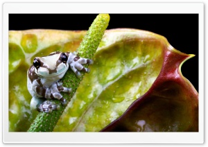 Macro Frog On Flower Ultra HD Wallpaper for 4K UHD Widescreen Desktop, Lockscreen, Screensaver, TV, Tablet, Smartphone