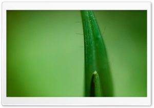 Macro Grass Ultra HD Wallpaper for 4K UHD Widescreen desktop, tablet & smartphone