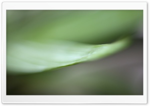 Macro Green Ultra HD Wallpaper for 4K UHD Widescreen desktop, tablet & smartphone