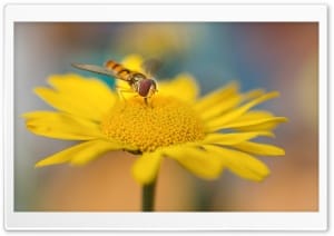Macro Hoverfly on Flower During Pollination 4K UHD Wallpaper for Widescreen and UltraWide Desktop, UltraHD TV, Smartphone, Tablet