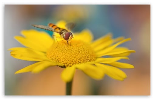 Macro Hoverfly on Flower During Pollination UltraHD Wallpaper for UHD 16:9 ; HD 16:9 ; UltraWide 21:9 24:10 32:10 ; Widescreen 16:10 ; Fullscreen 3:2 ; Tablet 1:1 ; Dual 16:10 ;