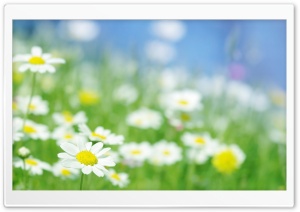Macro In Daisies Field Ultra HD Wallpaper for 4K UHD Widescreen desktop, tablet & smartphone