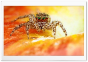 Macro Jumper Spider On Orange Flower Ultra HD Wallpaper for 4K UHD Widescreen desktop, tablet & smartphone