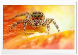 Macro Jumper Spider On Orange Flower Ultra HD Wallpaper for 4K UHD Widescreen Desktop, Lockscreen, Screensaver, TV, Tablet, Smartphone