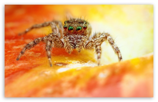 Macro Jumper Spider On Orange Flower UltraHD Wallpaper for HD 16:9 ; Widescreen 16:10 5:3 ; Fullscreen 4:3 5:4 3:2 ;