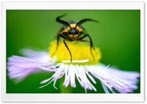 Macro Moth Feeding on Wildflower 4K UHD Wallpaper for Widescreen and UltraWide Desktop, UltraHD TV, Smartphone, Tablet