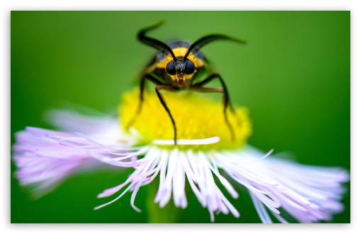 Macro Moth Feeding on Wildflower UltraHD Wallpaper for UHD 16:9 ; HD 16:9 ; Widescreen 16:10 5:3 ; Fullscreen 4:3 5:4 3:2 ; Tablet 1:1 ; Mobile 9:16 9:19.5 9:20 9:21 9:22 10:16 2:3 3:5 3:4 ;