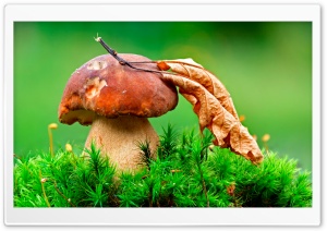 Macro Mushroom Ultra HD Wallpaper for 4K UHD Widescreen desktop, tablet & smartphone