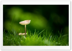 Macro Mushroom with Depth of Field 4K UHD Wallpaper for Widescreen and UltraWide Desktop, UltraHD TV, Smartphone, Tablet