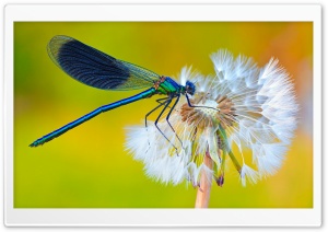 Macro of a Male Banded Demoiselle Damselfly on Dandelion 4K UHD Wallpaper for Widescreen and UltraWide Desktop, UltraHD TV, Smartphone, Tablet