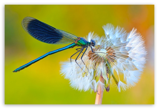 Macro of a Male Banded Demoiselle Damselfly on Dandelion UltraHD Wallpaper for UHD 16:9 ; HD 16:9 ; UltraWide 21:9 24:10 ; Widescreen 16:10 ; Fullscreen 3:2 ;