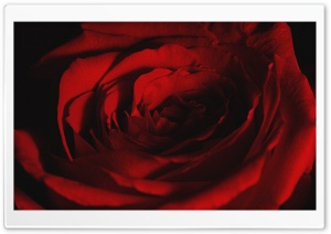 Macro Photography of a Rose with Soft Petals 4K UHD Wallpaper for Widescreen and UltraWide Desktop, UltraHD TV, Smartphone, Tablet