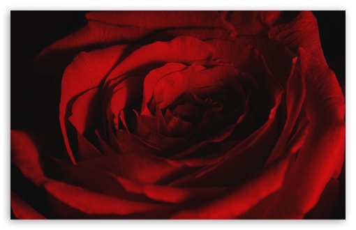 Macro Photography of a Rose with Soft Petals UltraHD Wallpaper for UHD 16:9 ; HD 16:9 ; UltraWide 21:9 24:10 ; Widescreen 16:10 5:3 ; Fullscreen 4:3 5:4 3:2 ; Tablet 1:1 ; Mobile 9:16 9:19.5 9:20 9:21 9:22 10:16 2:3 3:5 3:4 ;