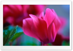 Macro Pink Flower Ultra HD Wallpaper for 4K UHD Widescreen desktop, tablet & smartphone