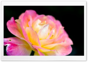 Macro Pink Rose Ultra HD Wallpaper for 4K UHD Widescreen desktop, tablet & smartphone
