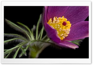 Macro Purple Flower Ultra HD Wallpaper for 4K UHD Widescreen desktop, tablet & smartphone