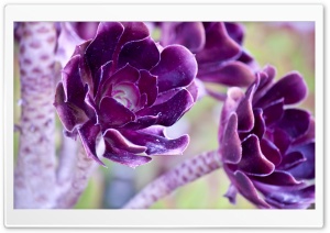 Macro Purple Flowers Ultra HD Wallpaper for 4K UHD Widescreen desktop, tablet & smartphone