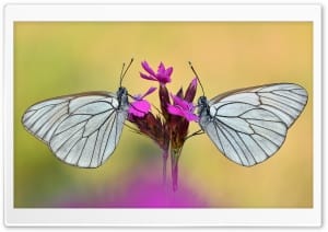 Macro Shot Two Black veined White Butterflies on Flower 4K UHD Wallpaper for Widescreen and UltraWide Desktop, UltraHD TV, Smartphone, Tablet