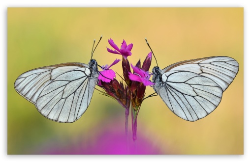 Macro Shot Two Black veined White Butterflies on Flower UltraHD Wallpaper for UHD 16:9 ; HD 16:9 ; UltraWide 21:9 24:10 ; Widescreen 16:10 ; Fullscreen 3:2 ;