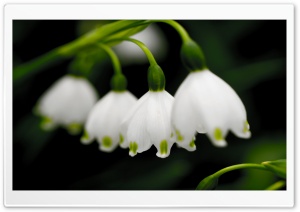 Macro Snowdrops Ultra HD Wallpaper for 4K UHD Widescreen desktop, tablet & smartphone