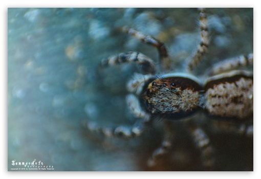 Macro Spider UltraHD Wallpaper for Fullscreen 3:2 ;