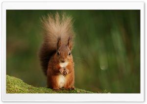 Macro, Squirrel, Nature, Cute, Funny, Wise, Green, Fluffy 4K UHD Wallpaper for Widescreen and UltraWide Desktop, UltraHD TV, Smartphone, Tablet