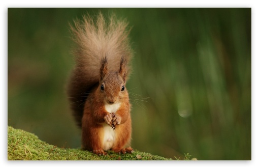 Macro, Squirrel, Nature, Cute, Funny, Wise, Green, Fluffy UltraHD Wallpaper for UHD 16:9 ; HD 16:9 ; UltraWide 21:9 24:10 32:9 32:10 ; Widescreen 16:10 5:3 ; Fullscreen 4:3 5:4 3:2 ; Tablet 1:1 ; Mobile 9:16 9:19.5 9:20 9:21 9:22 10:16 2:3 3:5 3:4 ; Dual 16:10 5:3 16:9 4:3 5:4 3:2 ;