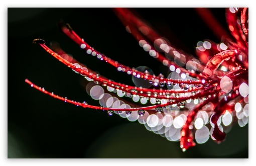 Macro Stamens UltraHD Wallpaper for HD 16:9 ; UltraWide 21:9 24:10 ; Widescreen 16:10 5:3 ; Fullscreen 4:3 5:4 3:2 ; Tablet 1:1 ;