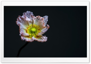 Macro View of Poppy with Gentle Hue 4K UHD Wallpaper for Widescreen and UltraWide Desktop, UltraHD TV, Smartphone, Tablet