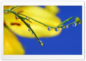 Macro Water Drops Ultra HD Wallpaper for 4K UHD Widescreen desktop, tablet & smartphone