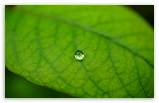 Macro Waterdrop on a Green Leaf UltraHD Wallpaper for UHD 16:9 ; HD 16:9 ; UltraWide 21:9 24:10 32:9 32:10 ; Widescreen 16:10 5:3 ; Fullscreen 4:3 5:4 3:2 ; Tablet 1:1 ; Mobile 9:16 9:19.5 9:20 9:21 9:22 10:16 2:3 3:5 3:4 ; Dual 16:10 5:3 16:9 4:3 5:4 3:2 ;