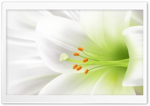 Macro White Lily Ultra HD Wallpaper for 4K UHD Widescreen desktop, tablet & smartphone