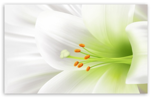 Macro White Lily UltraHD Wallpaper for HD 16:9 ; Widescreen 16:10 5:3 ; Fullscreen 4:3 5:4 3:2 ; Tablet 1:1 ;