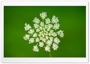 Macro Wildflower Bloom   Queen Anne's Lace 4K UHD Wallpaper for Widescreen and UltraWide Desktop, UltraHD TV, Smartphone, Tablet