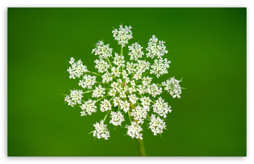 Macro Wildflower Bloom   Queen Anne's Lace UltraHD Wallpaper for UHD 16:9 ; HD 16:9 ; UltraWide 21:9 24:10 ; Widescreen 16:10 5:3 ; Fullscreen 4:3 5:4 3:2 ; Tablet 1:1 ;