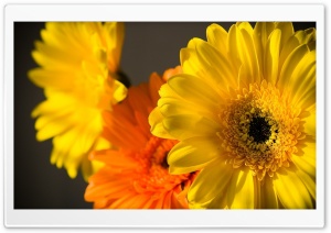 Macro Yellow Flowers Petals Ultra HD Wallpaper for 4K UHD Widescreen desktop, tablet & smartphone
