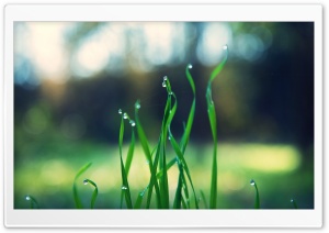 Macrophoto Dew on the Grass Ultra HD Wallpaper for 4K UHD Widescreen desktop, tablet & smartphone