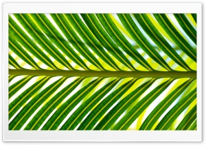 Madagascar Leaf Ultra HD Wallpaper for 4K UHD Widescreen desktop, tablet & smartphone