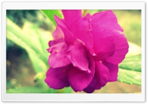 Magenta Flower Ultra HD Wallpaper for 4K UHD Widescreen desktop, tablet & smartphone